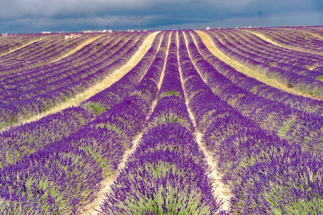 Paysage de la region Provence-Alpes-Côte d'Azur